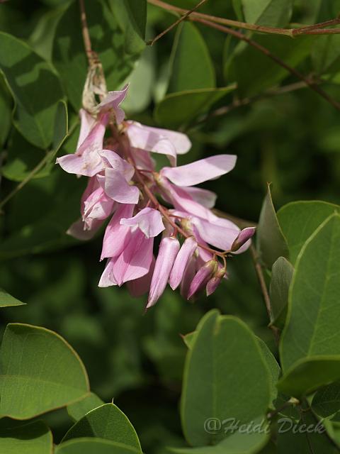 Indigofera kirilowii.JPG